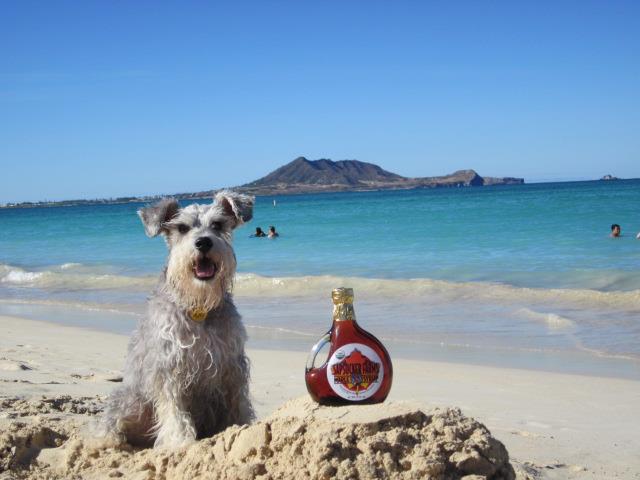 dog with syrup on beach