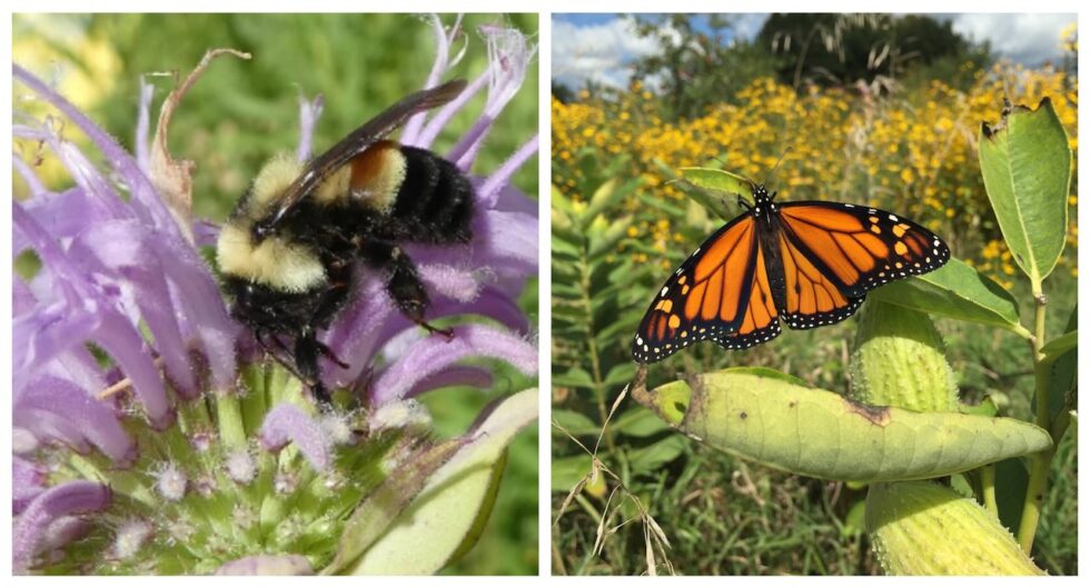 bumble bee and monarch butterfly