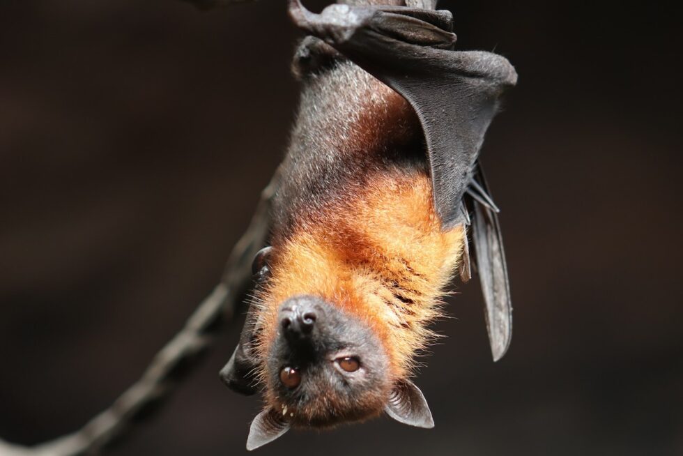 a cute bat hanging upside down