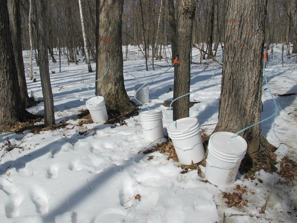 trees and buckets in woods