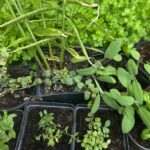 5/25/25 1pm Plant and Grow Culinary Herbs and Spices