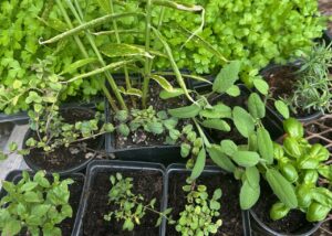 5/25/25 1pm Plant and Grow Culinary Herbs and Spices