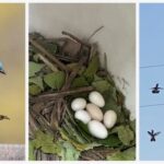 5/17/26 1pm Spring Bird Walk & Talk (FREE)